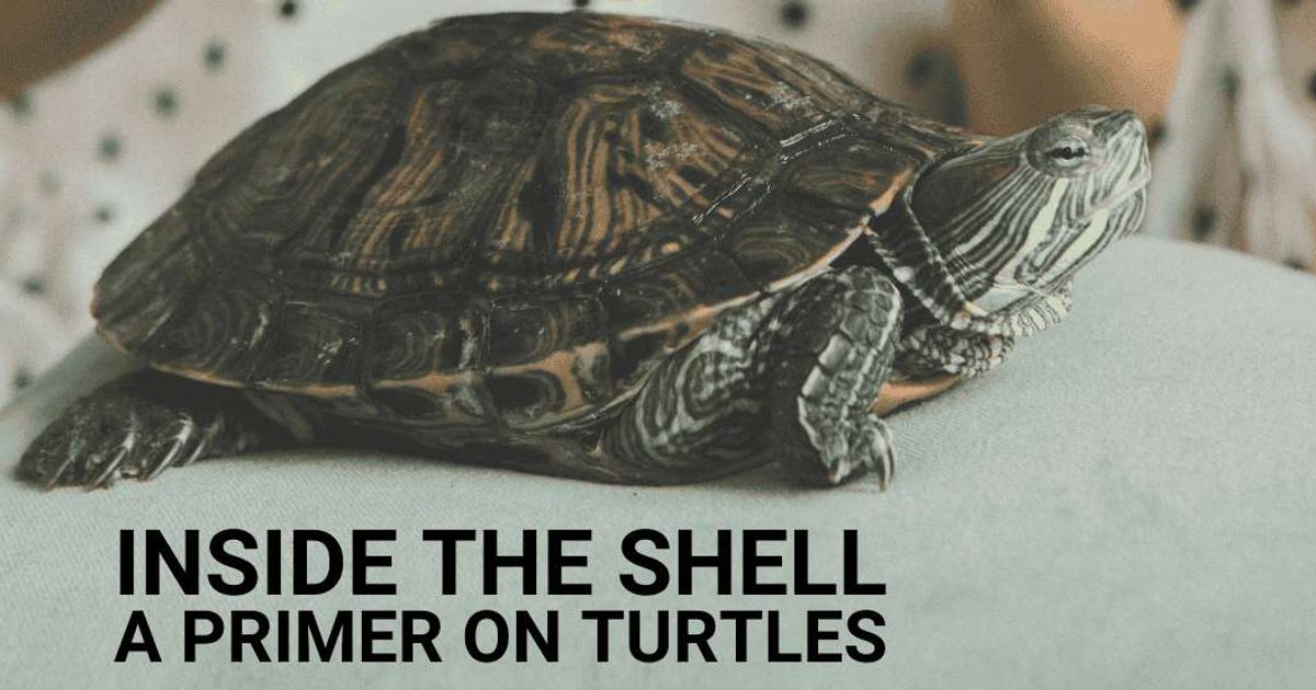 Inside the Shell: A Primer on Turtles | FamilyMedia