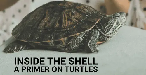 Man Inside Turtle Shell Inside the Shell: A Primer on Turtles | FamilyMedia